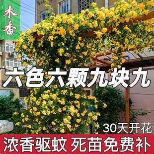 [Mosquito Buster] Climbing Plant Garden Yellow Woody Flower Seedlings Bloom in All Seasons Red Woody White Woody Flower Seedlings Roses