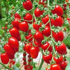 小番茄种子四季高产樱桃番茄种子圣女果种子庭院阳台盆栽水果种籽
