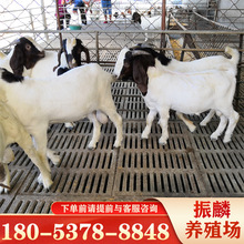 羊羔批发 育肥波尔山羊小尾寒羊白山羊肉羊繁殖养殖场
