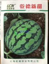 乾德 新甜 西瓜种子500粒果皮深绿条纹鲜明 果8-10kg糖度13度苗场