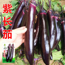 蔬菜種子紫紅長茄春季四季田園陽台盆栽番茄子籽四季種植瓜果庭院