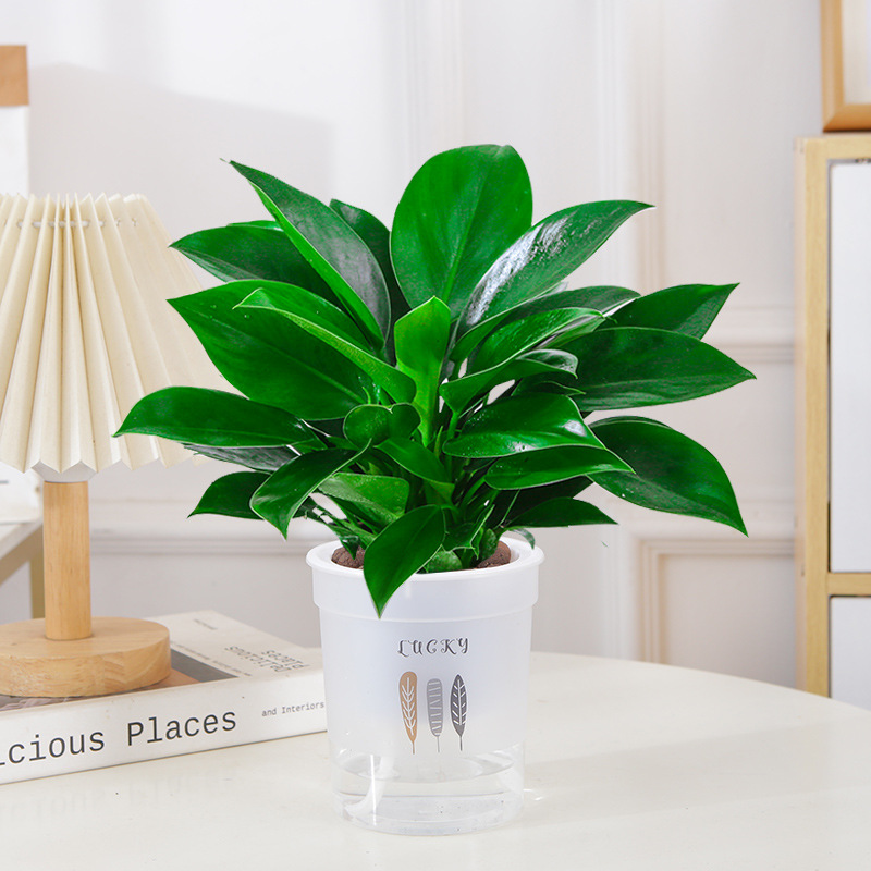 [핫셀링 모델] 골든다이아몬드 25cm 3그루(럭키흡수대) + 영양액