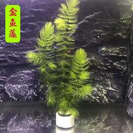 羽毛水草植物蜈蚣草鱼缸造景水培真草养鱼草缸绿植红羽毛草场直发