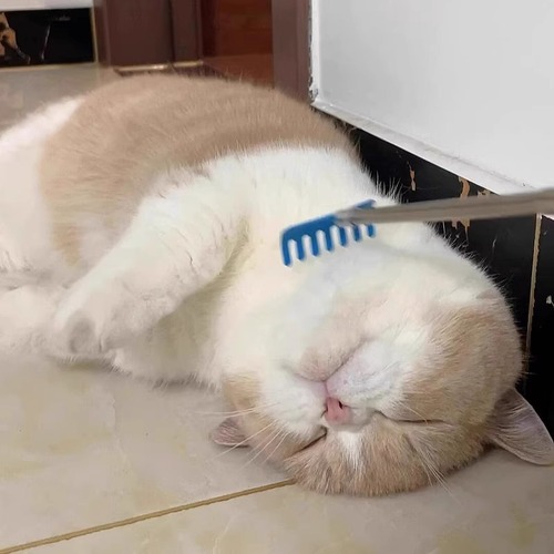 Cat toy, retractable scratcher, feather wand for cats, long handle, massage, interactive, self-entertaining, cat supplies