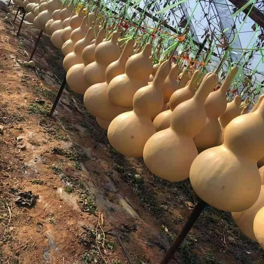 Натуральные тыквы украшения для гостиной дома фэн-шуй подвеска с краном для китайского узла