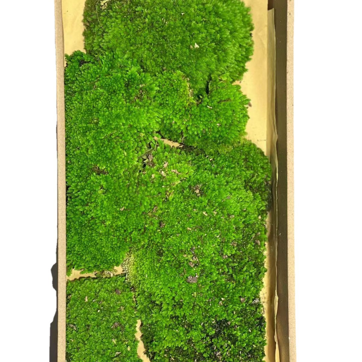 Musgo eterno Musgo musgo grande gris musgo planta verde pared Fondo planta musgo material de pared flor eterna simulación pelo blanco musgo