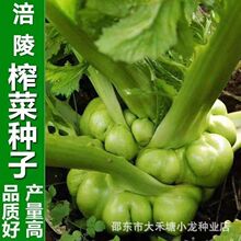 ���ڸ���ե�˷N���ش�ե�˷N�ѽ�˸����ͺ��ͳ�޷�߮a�߲˷N����