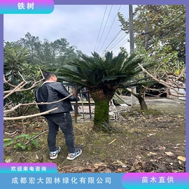 乔木;灌木;景观工程项目