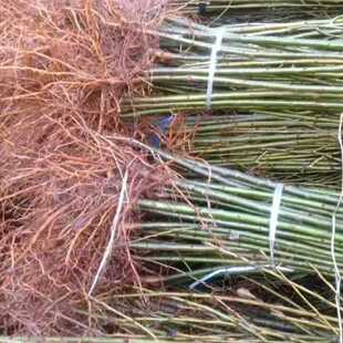 ���Ҍ���������~�����������ľ�޽��Ù�������ռ������ë������