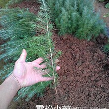 处理雪松苗 规格齐全工程绿化苗木 量大优惠四季长青绿化苗木