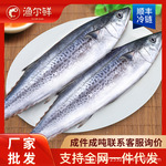 新鲜海捕鲜活鲅鱼冷冻鲅鱼批发新鲜大马鲛鱼整鱼商用批发