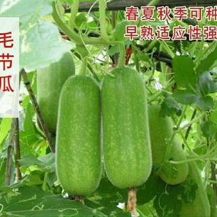 ����С���ϷN������С���ϷN������Сë���r��ͥԺ�Ϲ��N