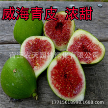 �ձ��Ϲ��o�����m���ش������m�Ϸ������Nֲ����Y���޽�����