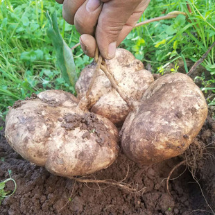 �عϷN�ћ������ϷN�Ӱכ������Rɽˮ������ɳ���߲˷N������߮a