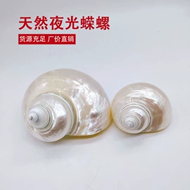 海螺/贝壳;酒杯;勺、调羹