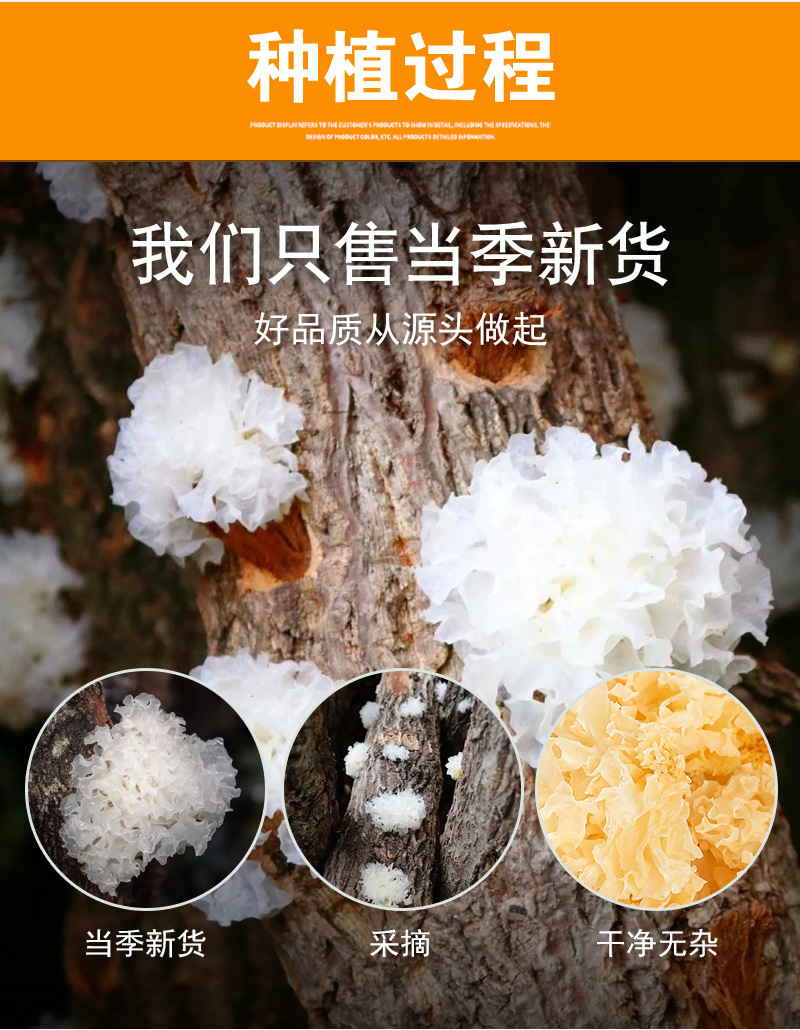 Dried White Tremella (Tremella fuciformis) — Gutian Snow Fungus, Soft & Gelatinous, 500g Bulk preparation