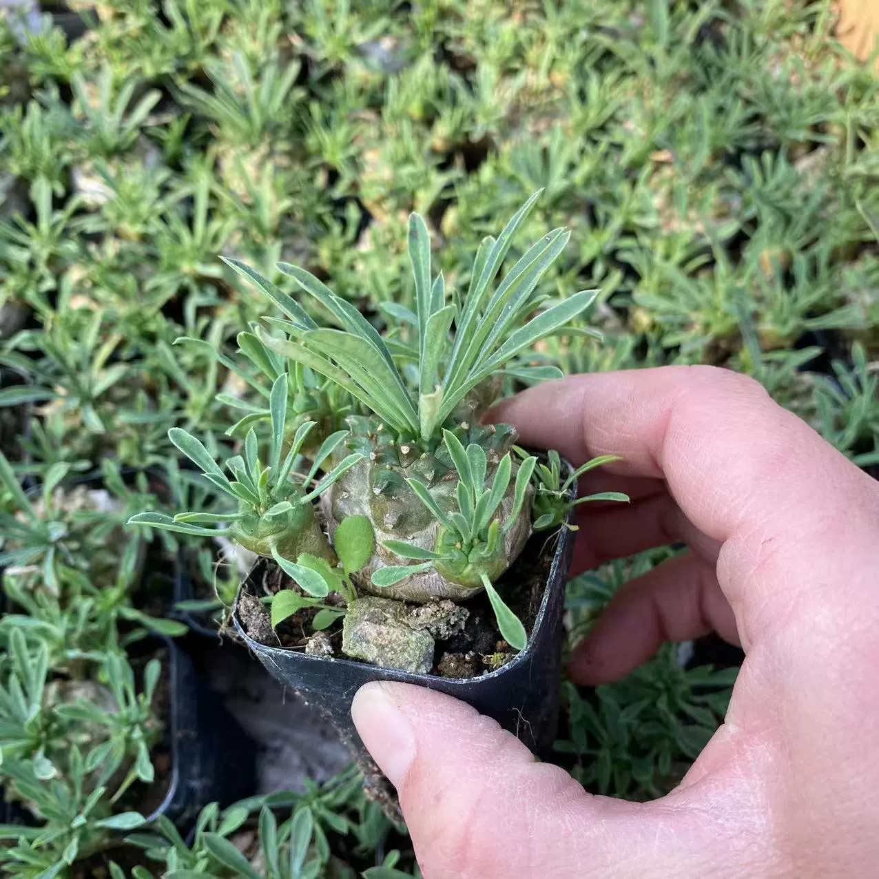 Emei горная группа Real Shot 5,5 см бассейн эталонный таз без доставки почвы база для суккулентов прямой объем продаж от