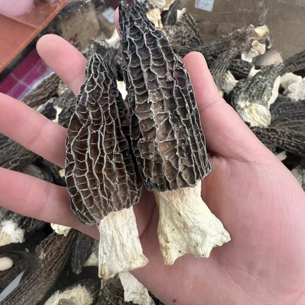 羊肚菌干货菌菇供应云南头茬剪柄食用菌菇类煲汤料土特产批发