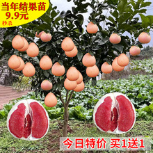 �޽����Ә���t���������t�����ϱ����Nֲ���Ե��Թ����箔��Y��