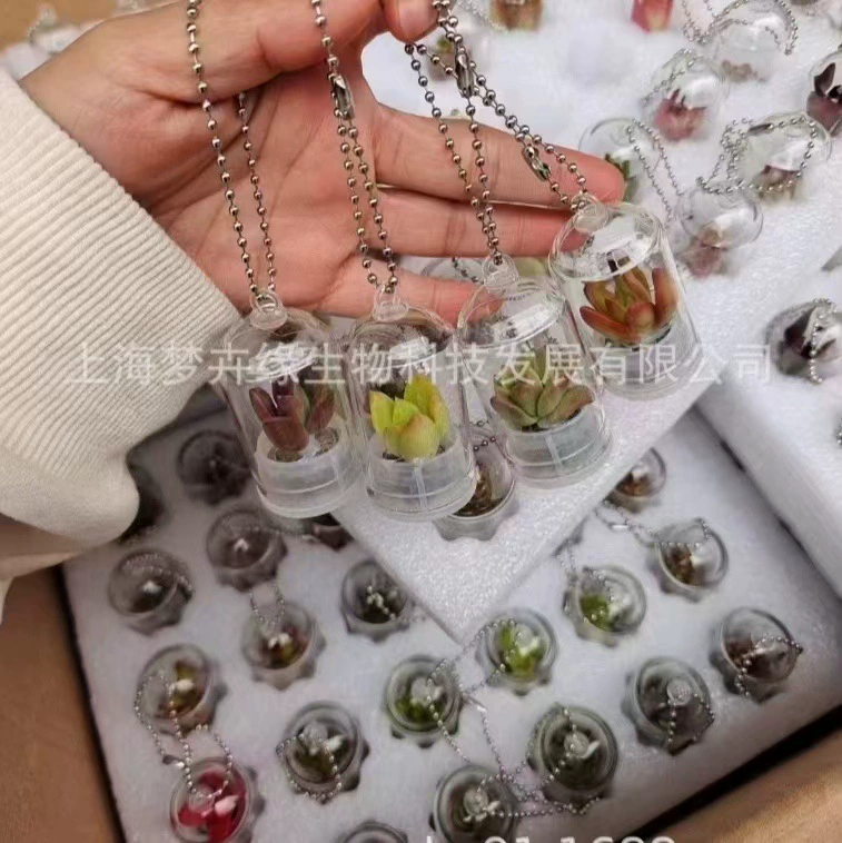 Креативный брелок для ключей с суккулентом, подвеска, миниатюрное растение, миниатюрный пейзаж, студенческий подарок