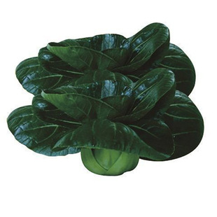 Short-Legged Suzhou Green Rapeseed Seeds Green Rapeseed Shanghai Green Vegetable Seeds All Year Round and Winter Planting Potted Fields