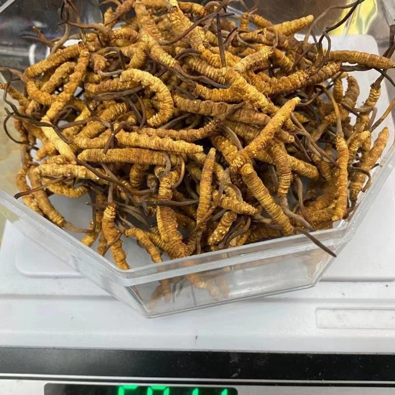 Dongyangguang Premium Freeze-Dried, Fully Dried, Golden-Hued, Plump Cordyceps Gift Set – 4 Sticks per Gram, Presented in an Elegant Gift Box