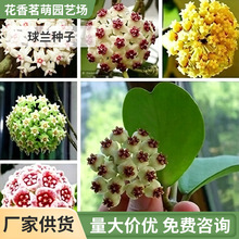GK球兰种子 攀岩兰花花种 花籽球型吊兰种子 常绿吊兰金雪球石壁