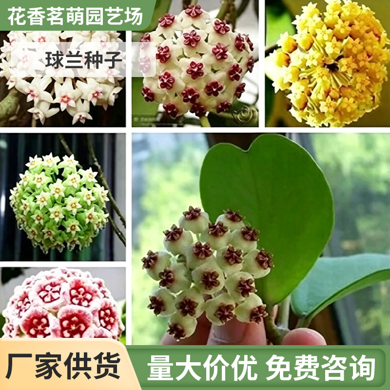 GK球兰种子 攀岩兰花花种 花籽球型吊兰种子 常绿吊兰金雪球石壁