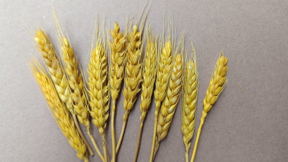 森系天然ドングリの飾り手作りのドライフラワーのペンダント