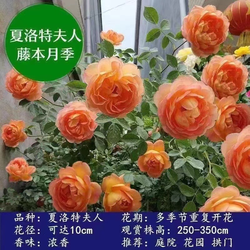 特大花树蔷薇花苗藤本四季开花月季爬藤植物玫瑰盆栽阳台爬墙花卉