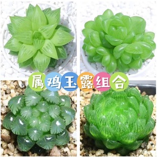 ���u��¶ֲ��M��ʮ������¶����ֲ�����Ա�������¶�҃ȑ�������