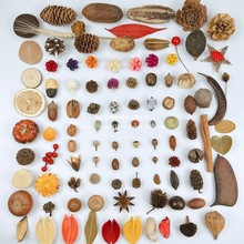 自然果壳松果木片干果干花混搭手工幼儿园装饰天然材料森系拍照