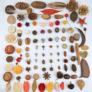 ��Ȼ�����ɹ�ľƬ�ɹ��ɻ�����ֹ��׃��@�b���Ȼ����ɭϵ����