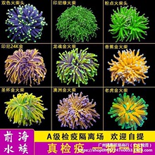 柴头珊瑚沙巴澳洲印尼金火柴头大集合珊瑚活体火炬圣杯珊瑚其它