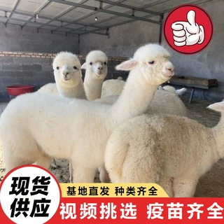 山东养殖场销售成年羊驼 呆萌羊驼幼崽 景区观赏投喂羊驼温顺羊驼