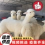 山东景区观赏温顺羊驼