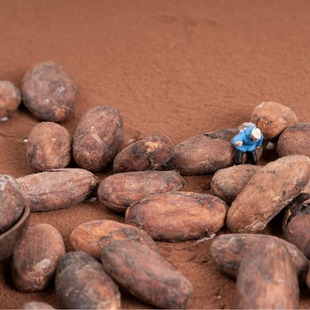 �Ͳ����׃ȁ����ɿɶ�����0����cocoa���ɿ�����ʳ���l���ǈԹ�