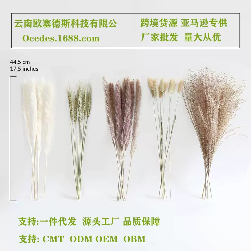 兔尾草干花永生花云南源头厂家亚马逊热卖花束批发