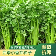 (只卖新种)四季小香芹种子籽四季易种耐寒耐热芹菜新种子阳台