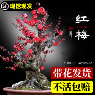 �t÷�����Ԙ���ԭ���Ϙ��辰�̨ͥԺ�Gֲ����㻨���ͺ��ļ��D÷