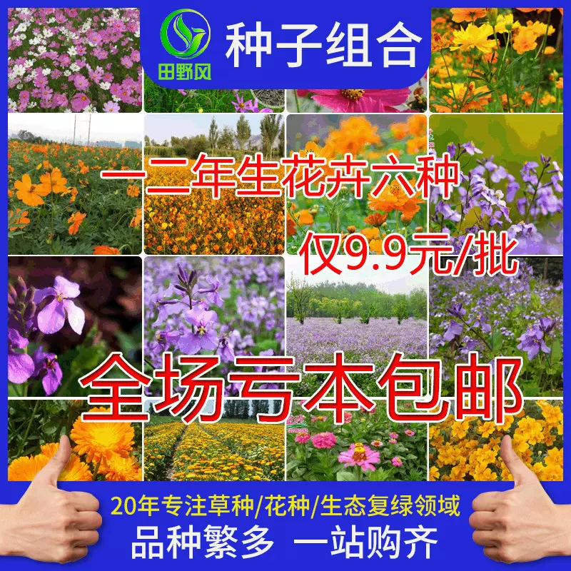 多年生花籽花种庭院园林花海公园常用波斯菊宿根花卉种子