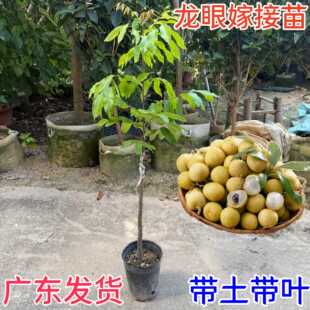 �������޽����ļ����������Ϸ��ش�ʯ�����۴���箔��Y����Ʒ