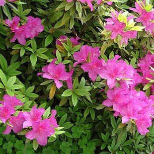 ë���NС��ӳɽ�t����ͥԺ�G���ͺ����N����ë�����N���N������ľ