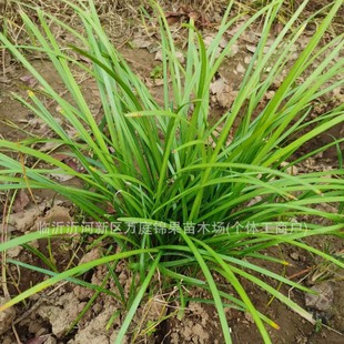 ���Թ�����Ƥ���ݼ��~��������С�^�G��ͥԺ��ƺ�������ľ