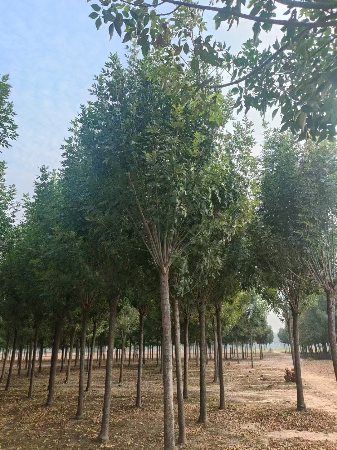 ΢��ͼƬ_20241016091631