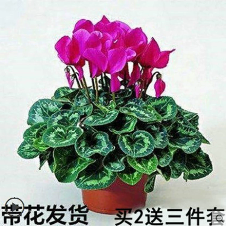 Новый продукт цикламен Горшечное растение с доставкой цветов хорошие Комнатные цветы четыре сезона цветок балкон крытые горшечные Цветочные растения