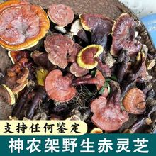 纯野生赤灵芝神农架赤芝天然活灵芝可切片灵芝泡酒干灵芝批发