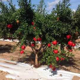 盆栽;种子;园林果树
