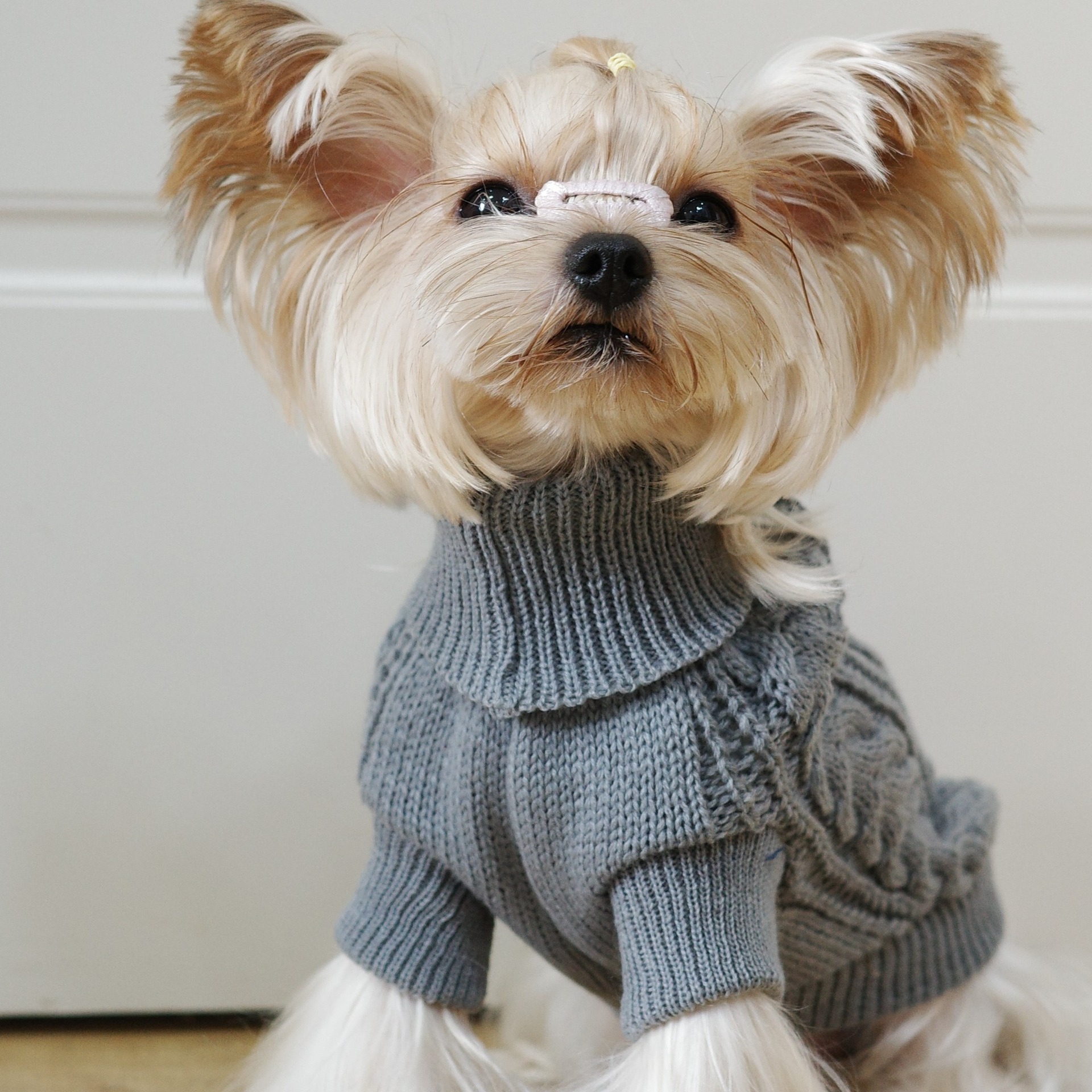 犬のセーター秋と冬ニットツイスト暖かいペット服小型犬テディビションヨークシャー服