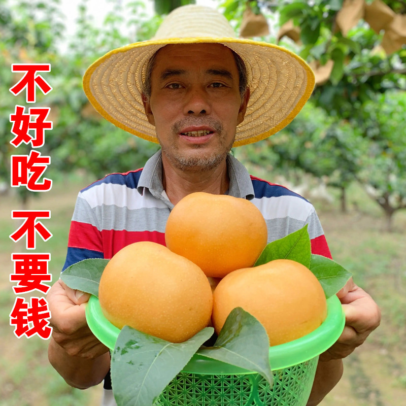 嫁接梨树果树苗活苗特大早酥红梨黄金梨南方北方种植地栽当年结果